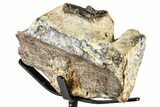 Fossil Mosasaur Jaw Section with Metal Stand - Texas #377880-1